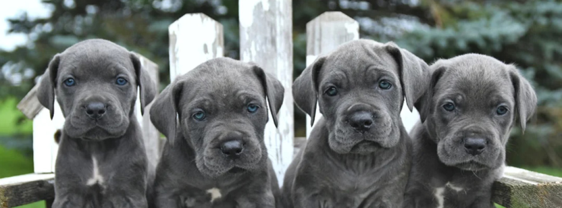 Blue Cane Corso Puppies