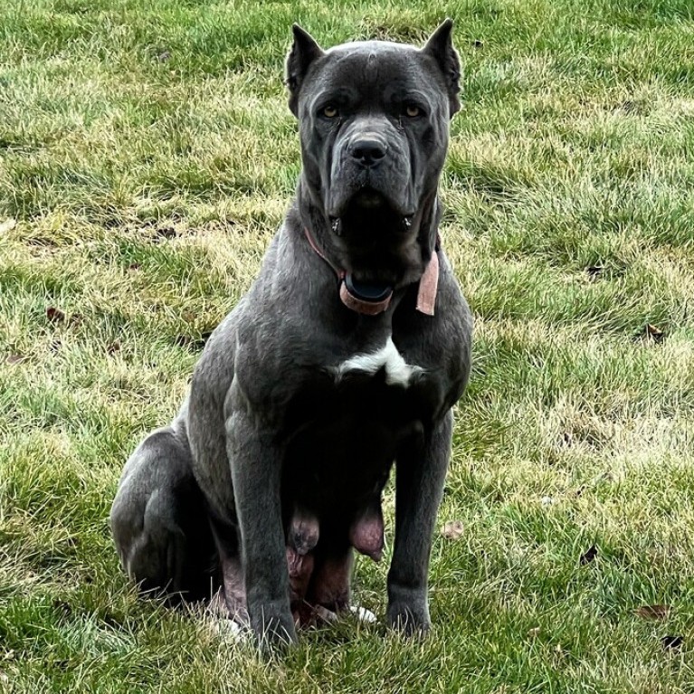 Cane Corso